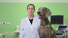 L'alimentazione per cani attivi