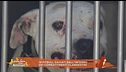 19 pitbull salvati dall'inferno dei combattimenti clandestini