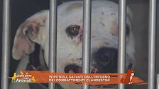 19 pitbull salvati dall'inferno dei combattimenti clandestini