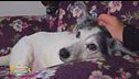 La commovente storia del cagnolino Giorgio