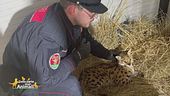 Gli amici Carabinieri