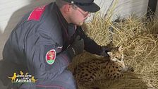Gli amici Carabinieri