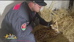Gli amici Carabinieri