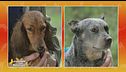 Bassotto standard a pelo lungo VS Australian Cattle dog