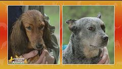 Bassotto standard a pelo lungo VS Australian Cattle dog