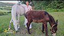 Cavalli e asini: animali molto intelligenti e sensibili