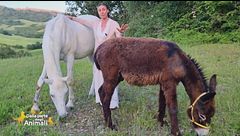 Cavalli e asini: animali molto intelligenti e sensibili