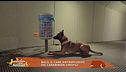 Amici Carabinieri - Balù, il cane antiesplosivo