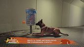 Amici Carabinieri - Balù, il cane antiesplosivo