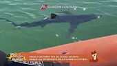 Squalo azzurro tra gli scogli salvato grazie all'intervento della Guardia costiera