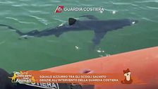 Squalo azzurro tra gli scogli salvato grazie all'intervento della Guardia costiera