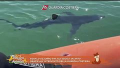 Squalo azzurro tra gli scogli salvato grazie all'intervento della Guardia costiera