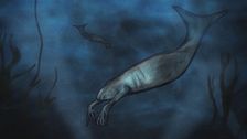 Ep. 5 - Gli alieni degli oceani