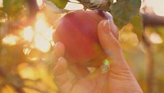 Ep. 18 - Cibo divino