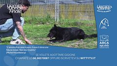 Gigione - Adotta un Amico