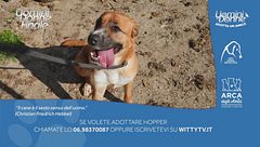 Hopper - Adotta un Amico