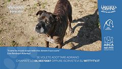Adriano - Adotta un Amico