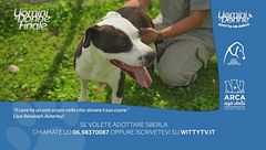 Sberla - Adotta un Amico