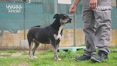 Nina - Adotta un Amico