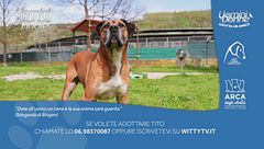 Tito - Adotta un amico