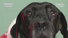 Zenzero - Adotta un Amico