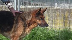 Ettore - Adotta un Amico