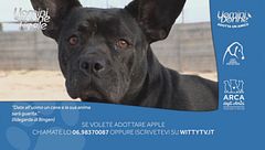 Apple - Adotta un amico