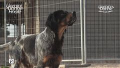 Gennarino - Adotta un Amico