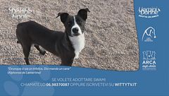 Swami - Adotta un Amico