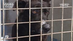 Gigione - Adotta un Amico