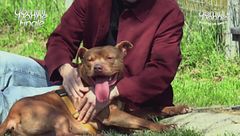 Cid - Adotta un Amico