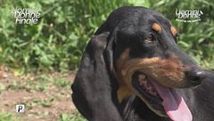 Keyla - Adotta un Amico