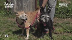 Ellie e Nerone - Adotta un amico