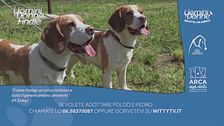Poldo e Pedro - Adotta un Amico