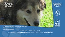 Athena - Adotta un Amico