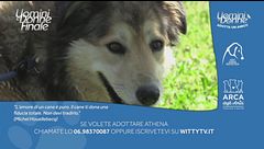 Athena - Adotta un Amico