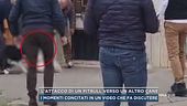 L'attacco di un pitbull verso un altro cane