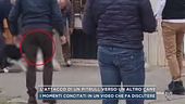 L'attacco di un pitbull verso un altro cane