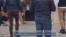 L'attacco di un pitbull verso un altro cane
