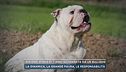 Bibione, bimba di 7 anni azzannata da un bulldog