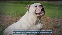 Bibione, bimba di 7 anni azzannata da un bulldog