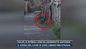 Palmi, il pitbull che ha aggredito Antonio