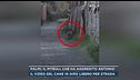 Palmi, il pitbull che ha aggredito Antonio