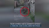 Palmi, il pitbull che ha aggredito Antonio
