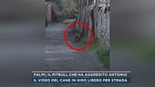 Palmi, il pitbull che ha aggredito Antonio