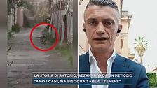 La storia di Antonio, azzannato da un meticcio