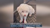 Cani in aereo, i video divertenti dei social