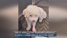 Cani in aereo, i video divertenti dei social