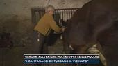 Genova, allevatore multato per le sue mucche