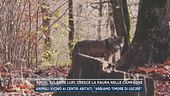 Rimini, allarme lupi, cresce la paura nelle campagne